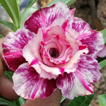  Celestial Whisper Adenium Plant