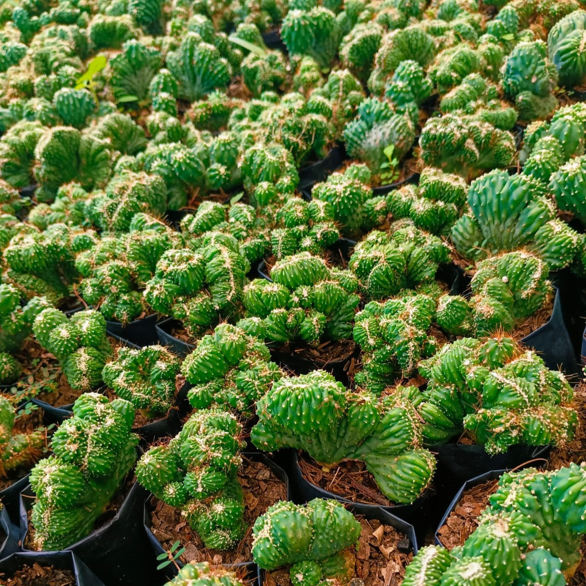  Cereus Forbesii Crest Ming Thing Cactus Plant