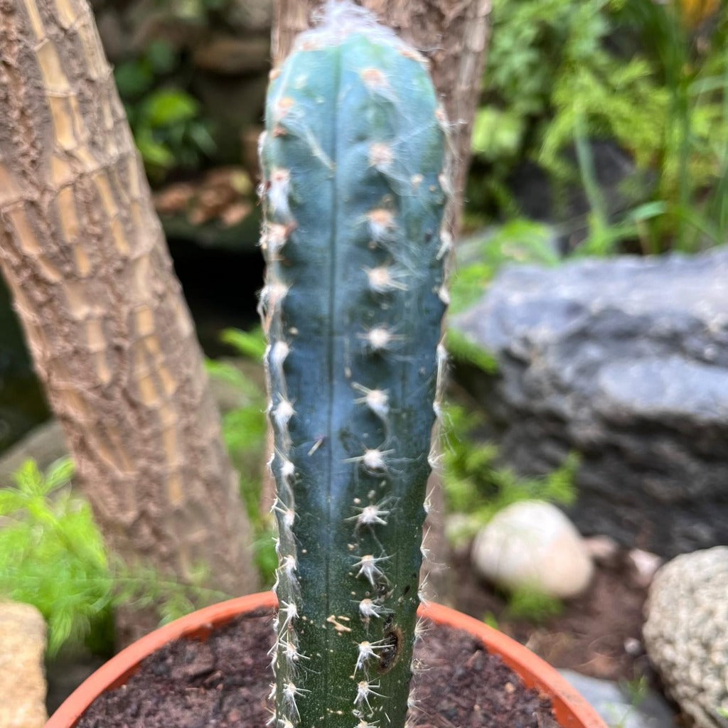  Cereus Peruvianus Cactus Plant