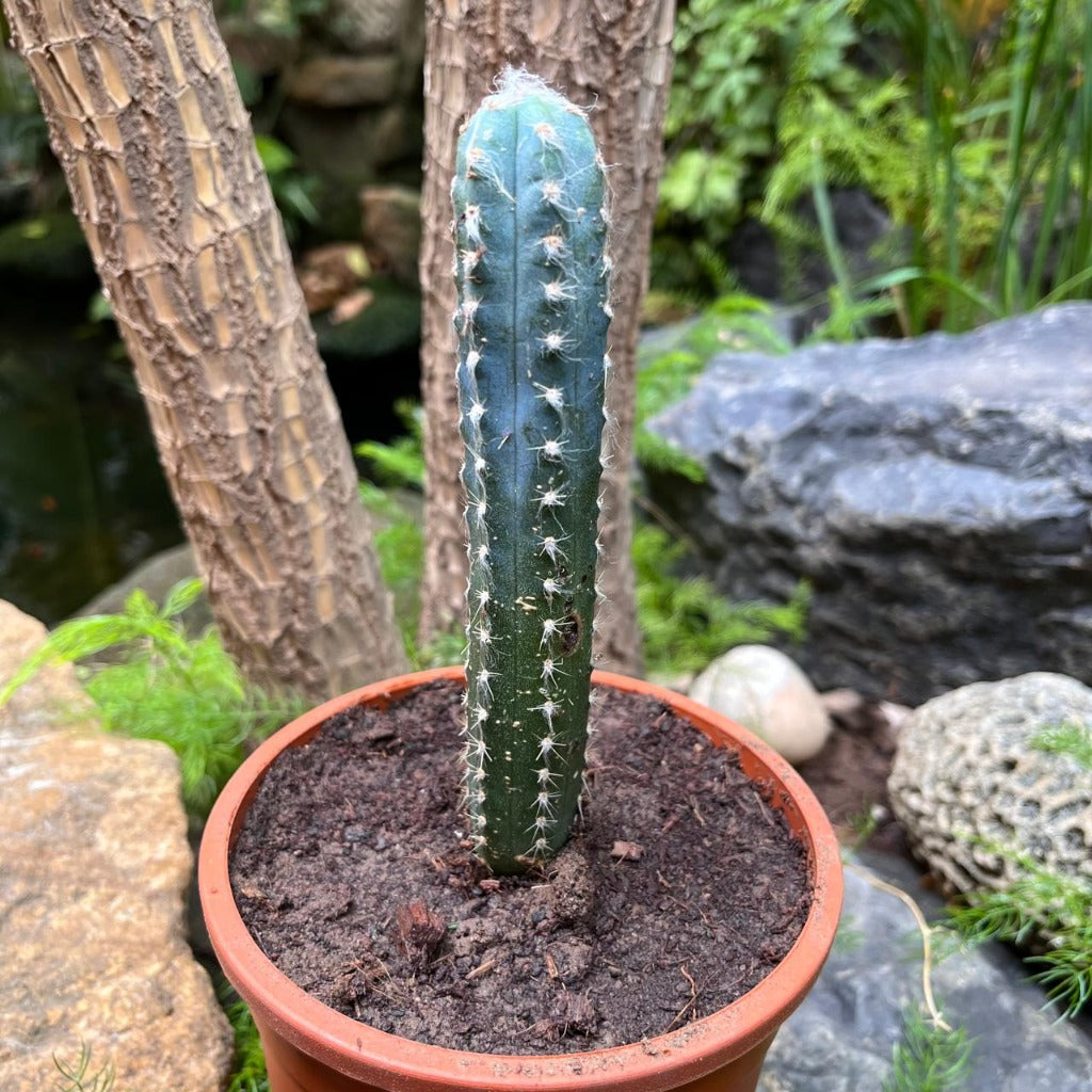  Cereus Peruvianus Cactus Plant