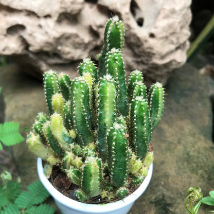  Cereus Peruvianus Florida F. Variegated Cactus Plant