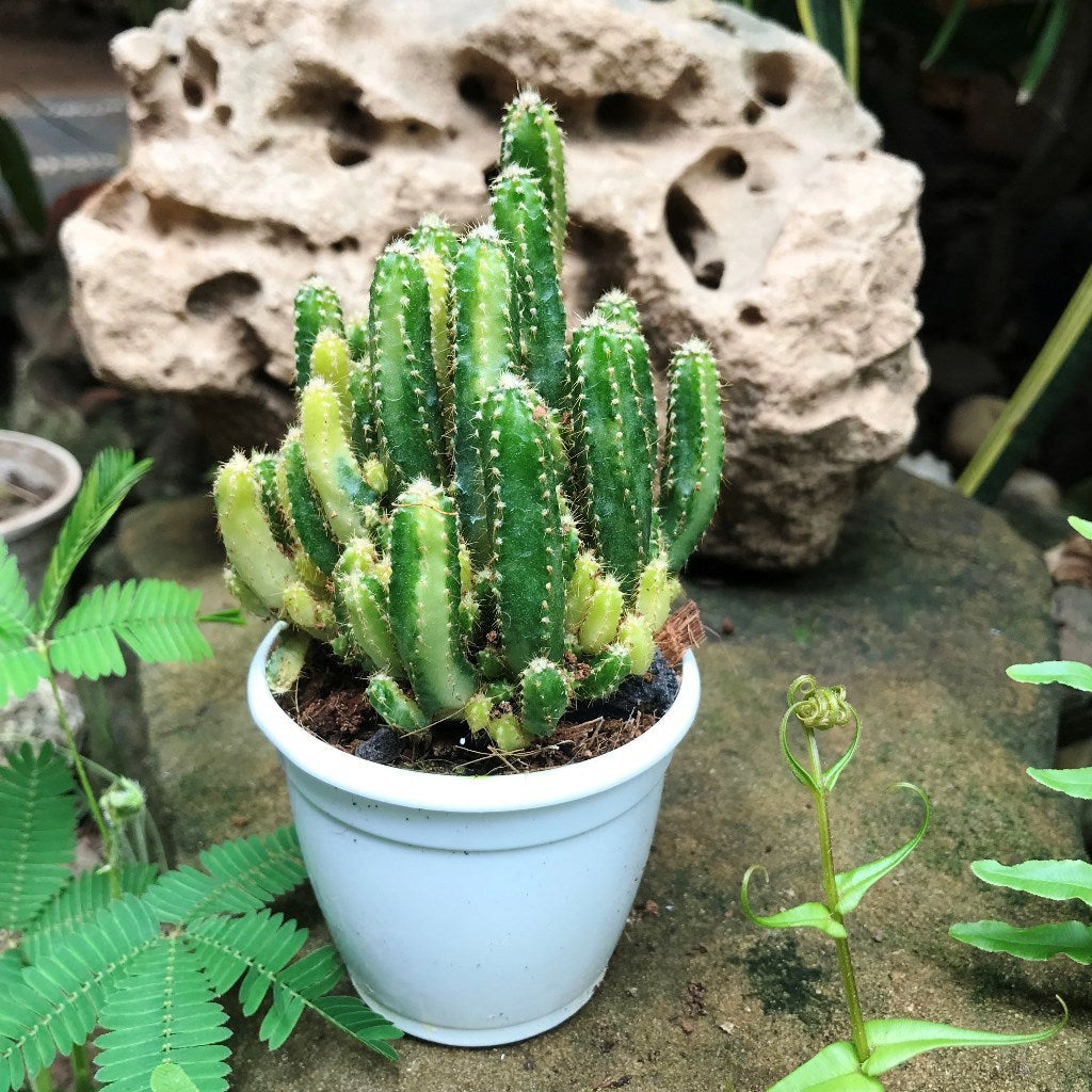  Cereus Peruvianus Florida F. Variegated Cactus Plant
