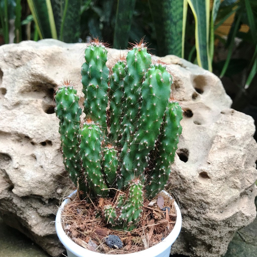  Cereus Repandus F. Monstrose Cactus Plant