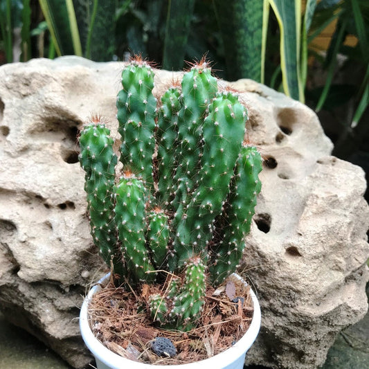  Cereus Repandus F. Monstrose Cactus Plant
