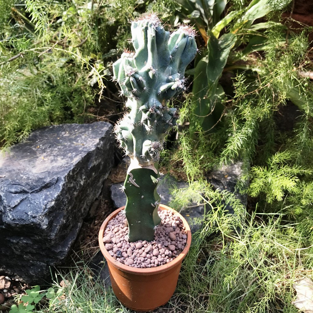  Cereus Peruvianus Monstrosus Cactus Plant