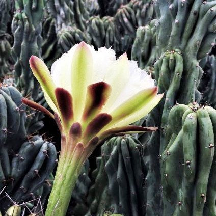  Cereus Peruvianus Monstrose Mini Cactus Plant