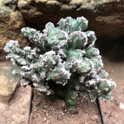  Cereus Peruvianus Monstrose Mini Cactus Plant