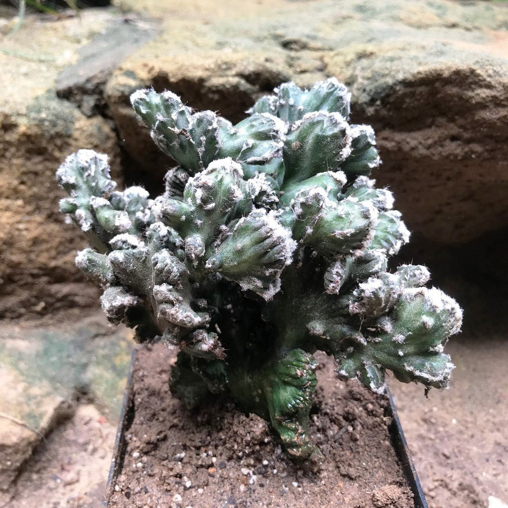  Cereus Peruvianus Monstrose Mini Cactus Plant