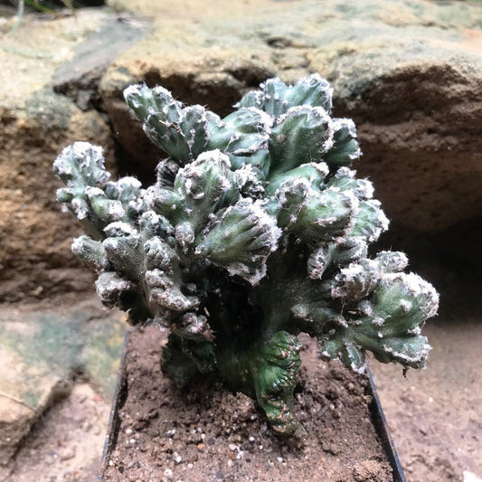  Cereus Peruvianus Monstrose Mini Cactus Plant