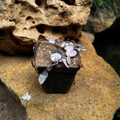  Ceropegia Woodii Variegated String Of Hearts Succulent Plant