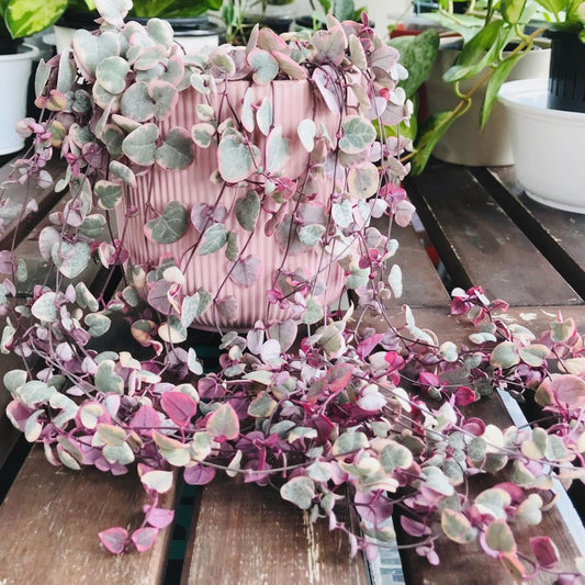  Ceropegia Woodii Variegated String Of Hearts Succulent Plant