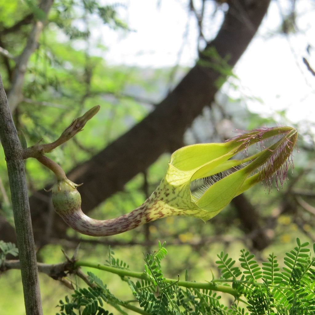  Ceropegia Juncea Somalata Succulent Plant