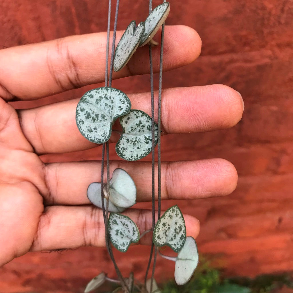  Ceropegia Woodii String Of Hearts Succulent Plant