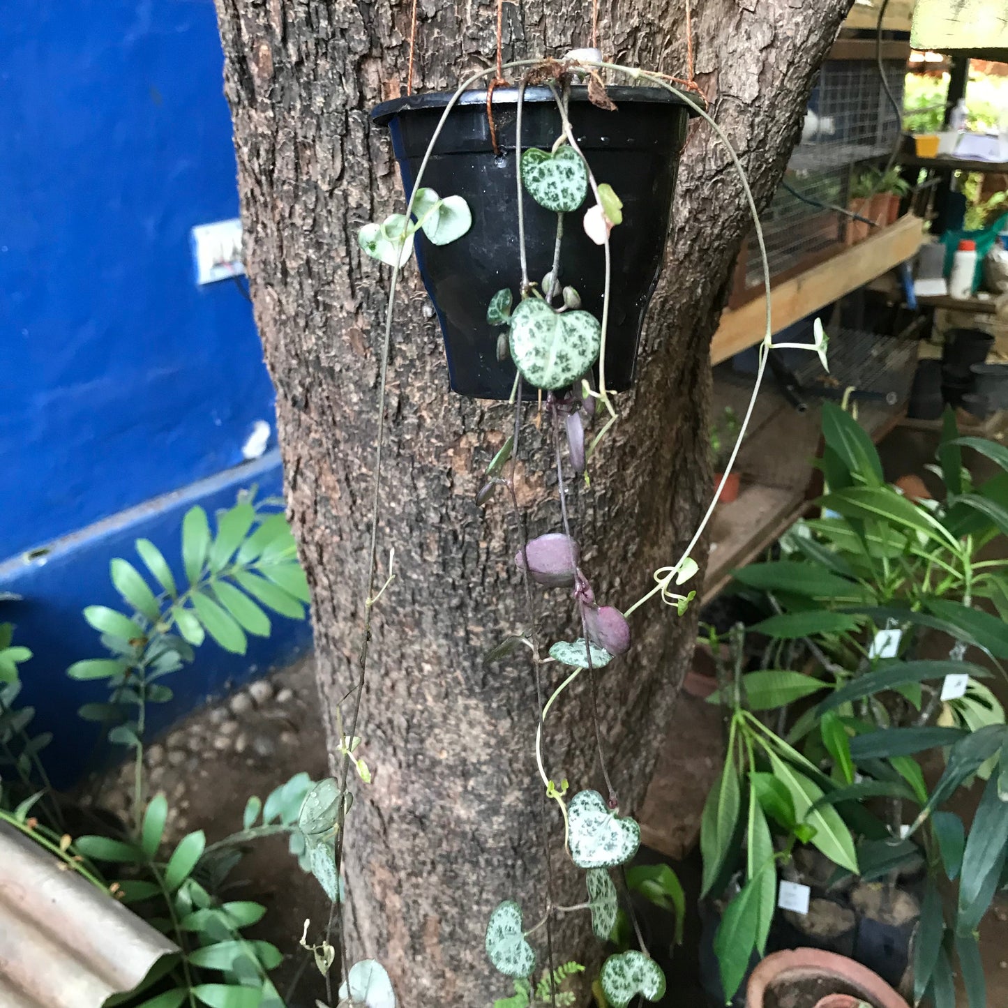  Ceropegia Woodii String Of Hearts Succulent Plant