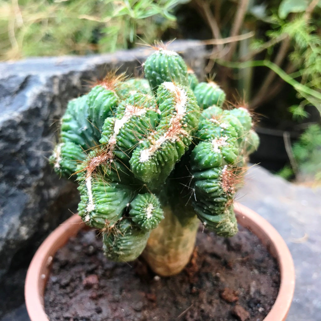  Cereus Forbesii Crest Ming Thing Cactus Plant