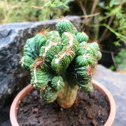  Cereus Forbesii Crest Ming Thing Cactus Plant