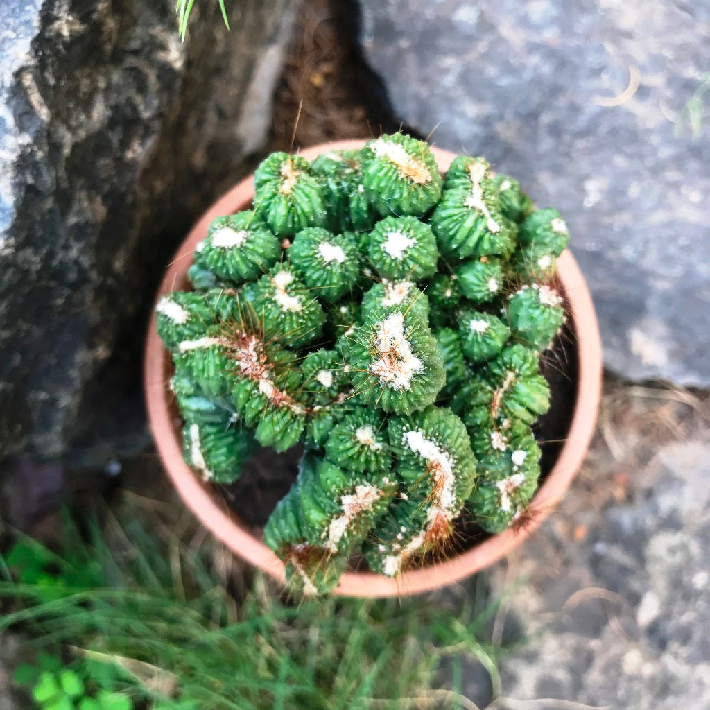  Cereus Forbesii Crest Ming Thing Cactus Plant
