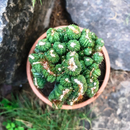  Cereus Forbesii Crest Ming Thing Cactus Plant