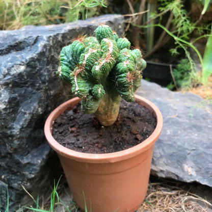  Cereus Forbesii Crest Ming Thing Cactus Plant