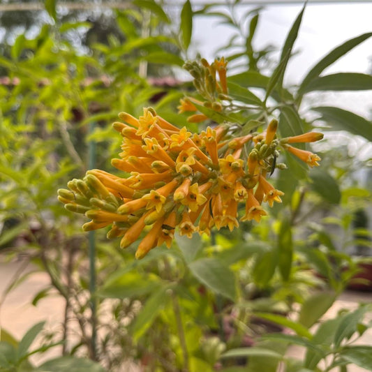  Orange Jessamine Plant
