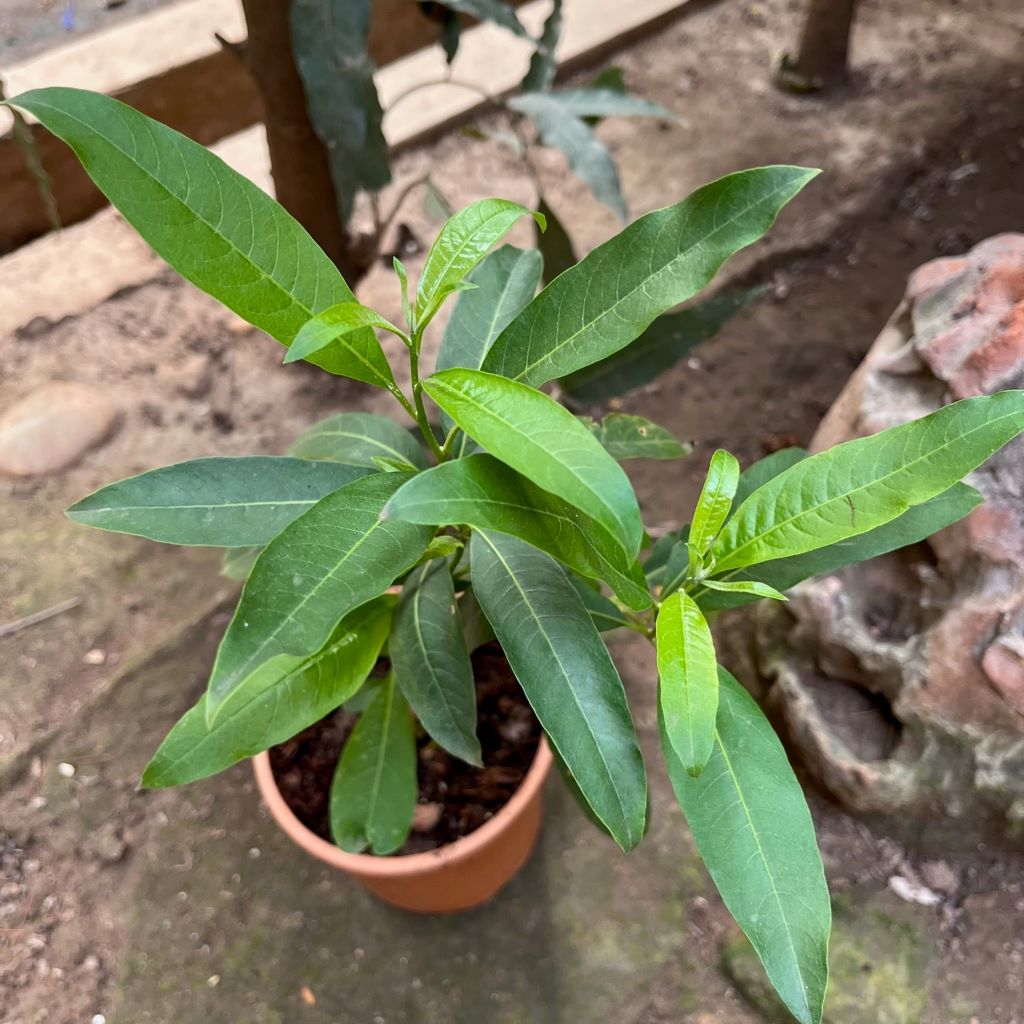  Orange Jessamine Plant