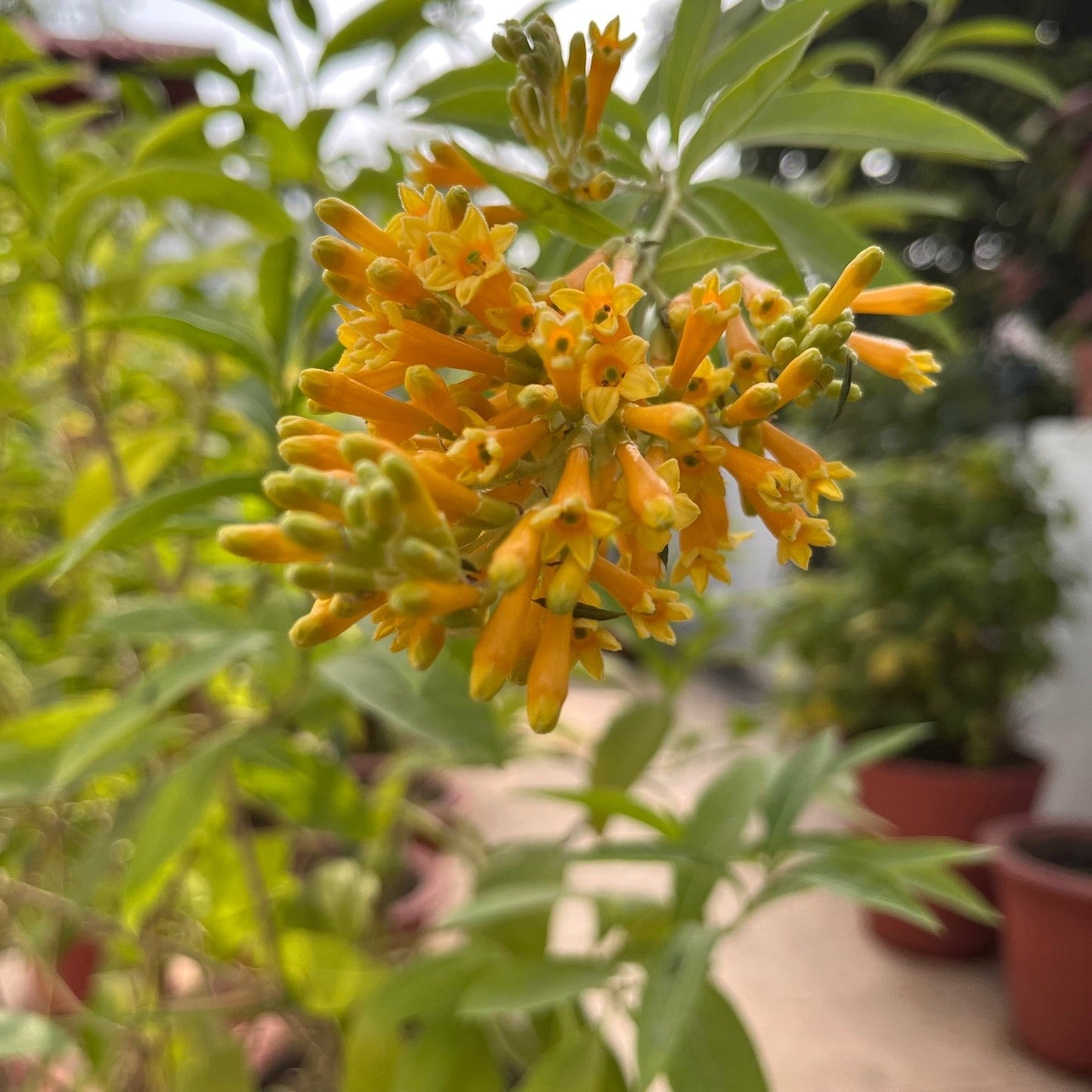  Orange Jessamine Plant