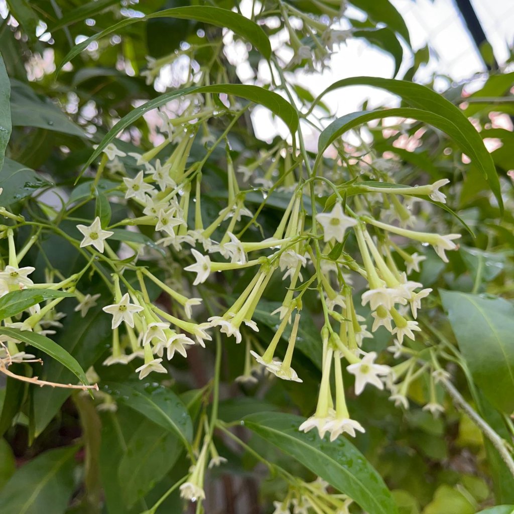  Raat Ki Raani-Night Blooming Jasmine Plant