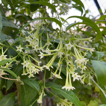  Raat Ki Raani-Night Blooming Jasmine Plant