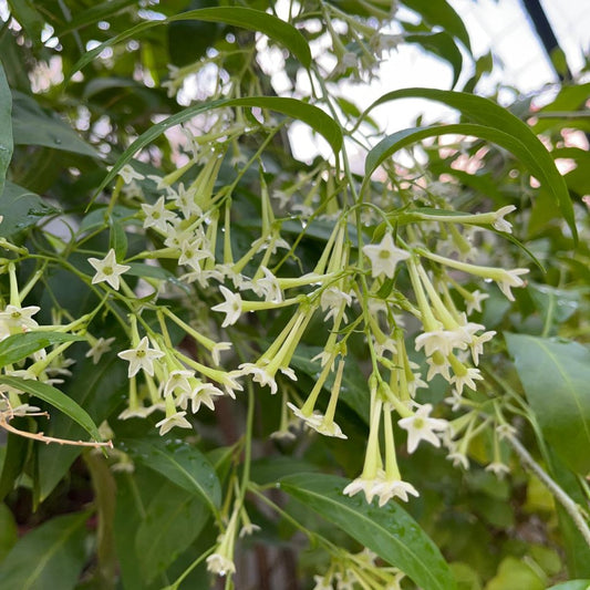  Raat Ki Raani-Night Blooming Jasmine Plant