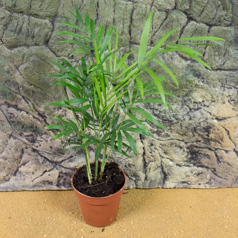  Parlor Palm Plant