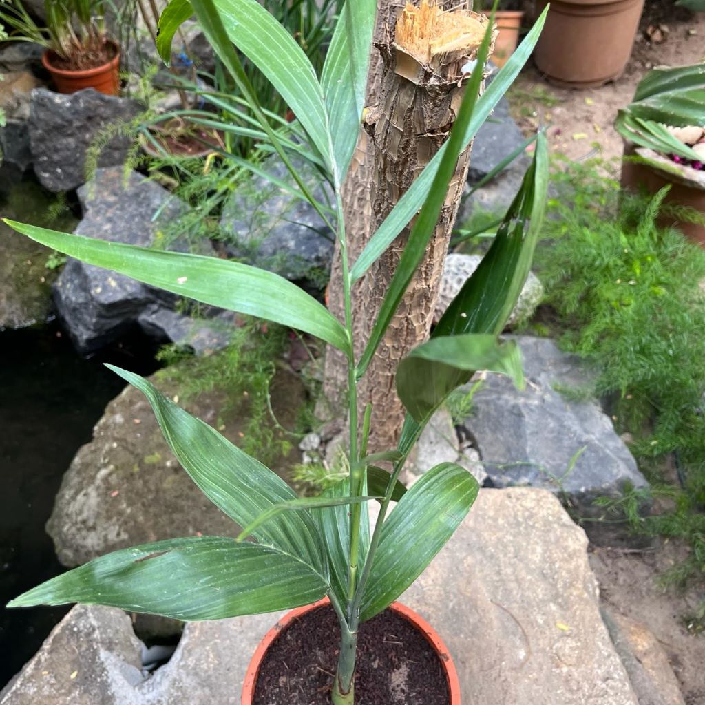  Bamboo Palm Plant