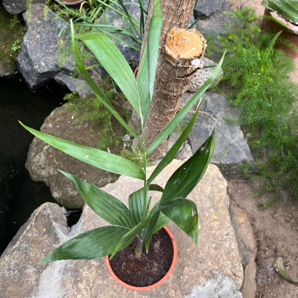  Bamboo Palm Plant
