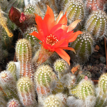  Echinopsis Chamaecereus Peanut Cactus Plant