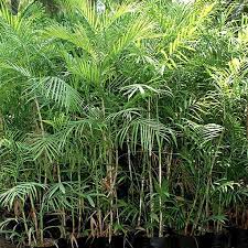  Bamboo Palm Plant