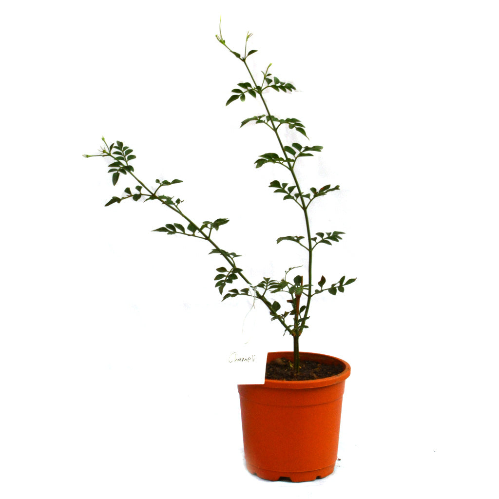  Jasminum Grandiflorum Chameli Plant