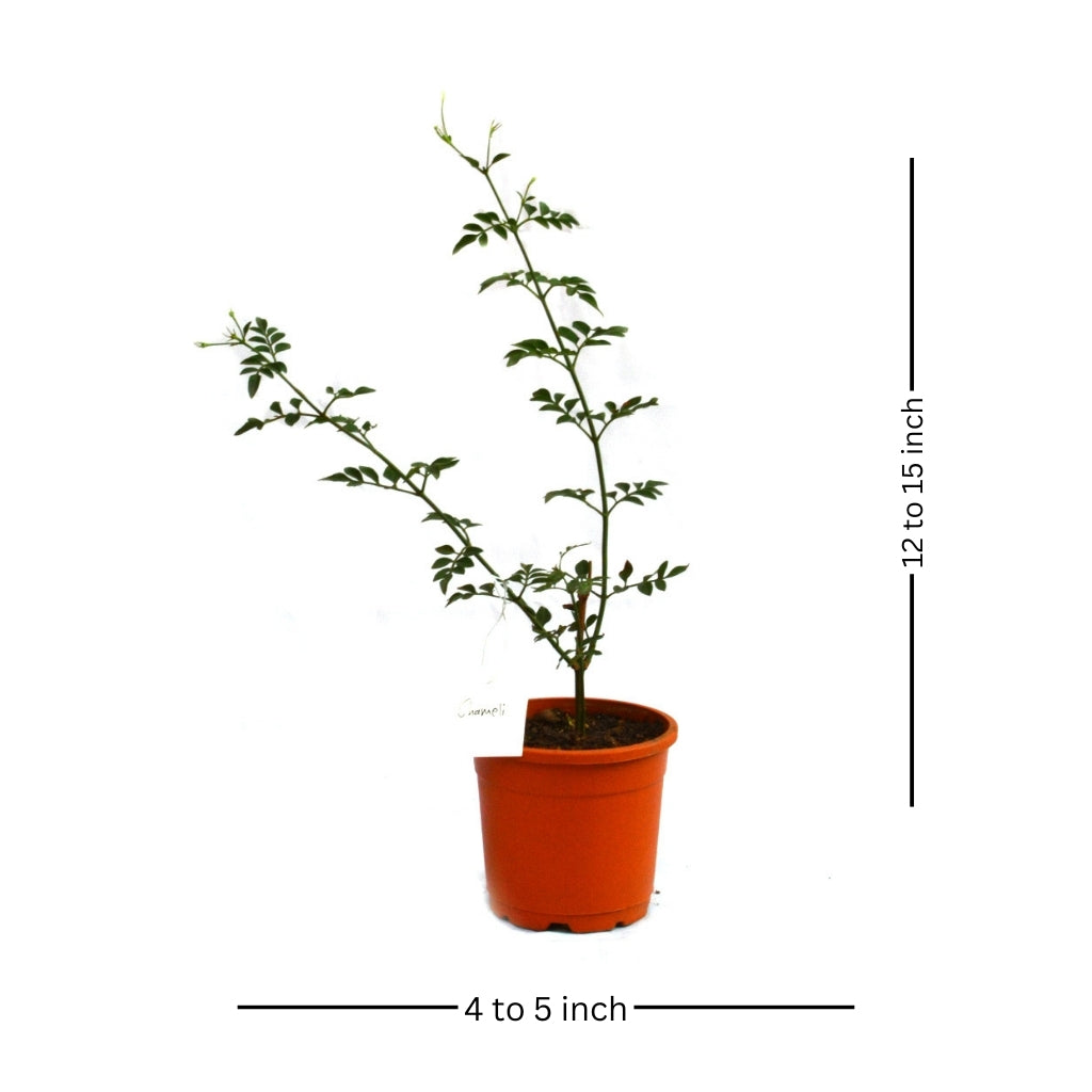  Jasminum Grandiflorum Chameli Plant