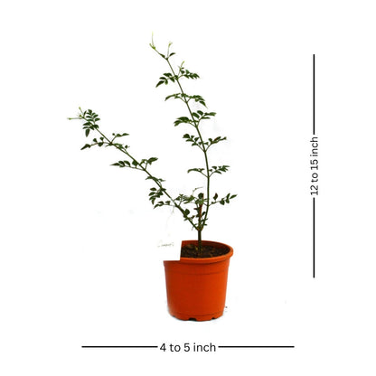  Jasminum Grandiflorum Chameli Plant