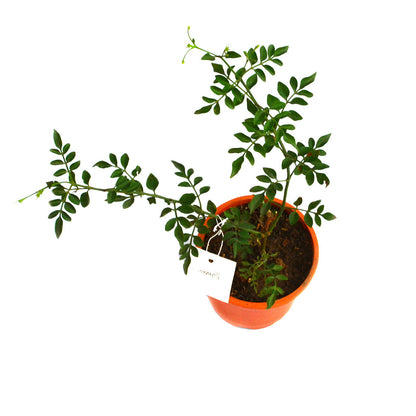  Jasminum Grandiflorum Chameli Plant
