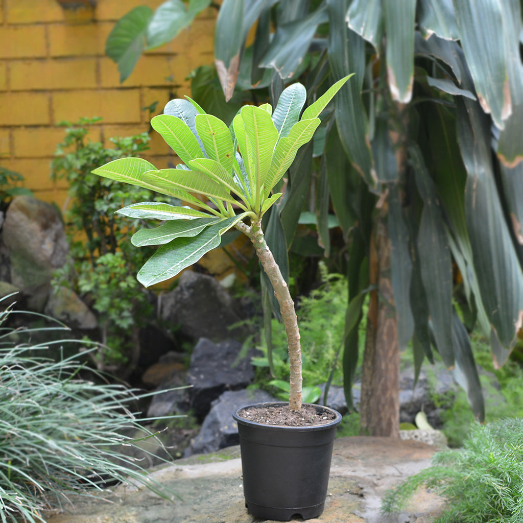  Plumeria Siam Red Champa Plant