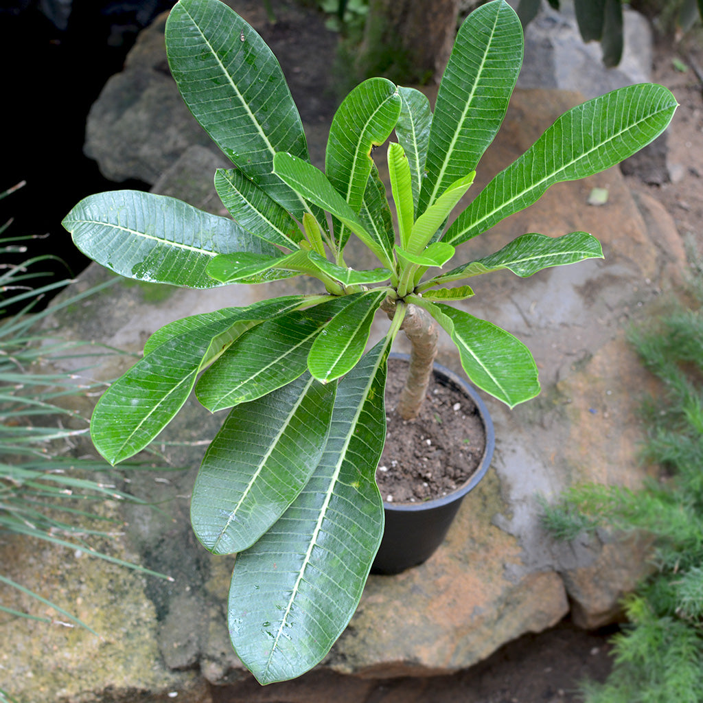  Plumeria Black Tiger Champa Plant