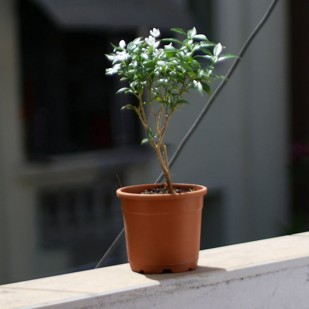  Dwarf Crape Jasmine Chandini Plant