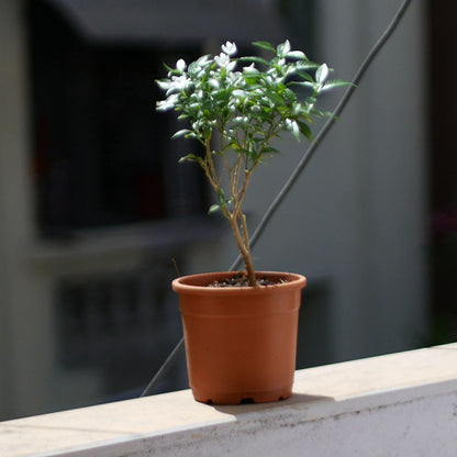  Dwarf Crape Jasmine Chandini Plant