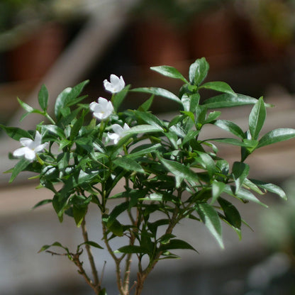  Dwarf Crape Jasmine Chandini Plant