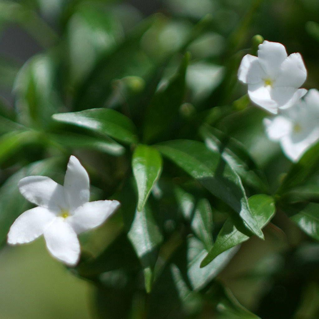  Dwarf Crape Jasmine Chandini Plant