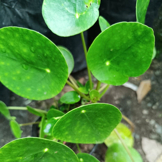  Pilea Peperomioides Succulent Plant
