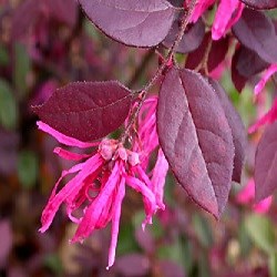  Dwarf Ruby Loropetalum Plant