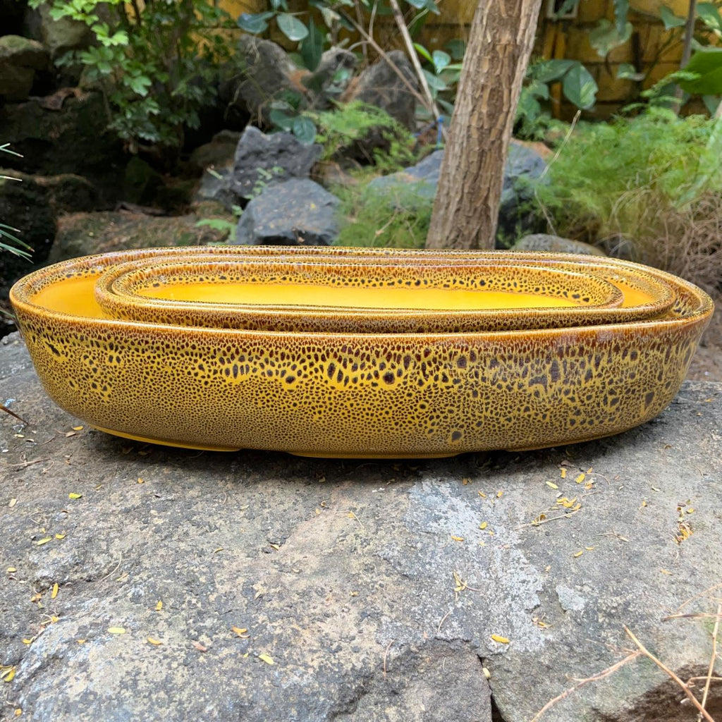  Chiselled Bonsai Ceramic Tray