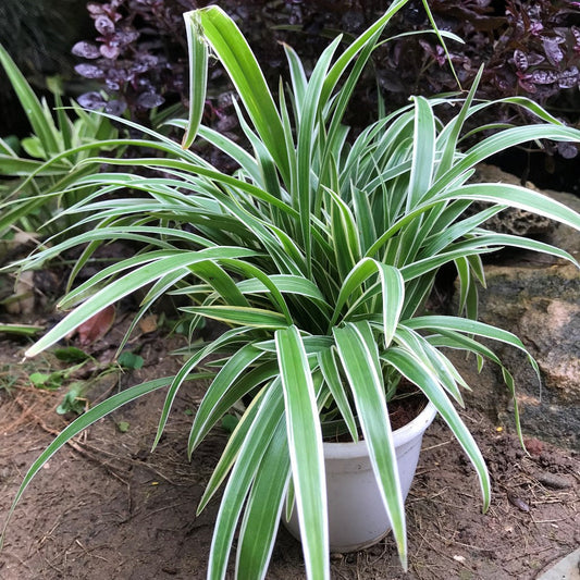  Chlorophytum Laxum Plant