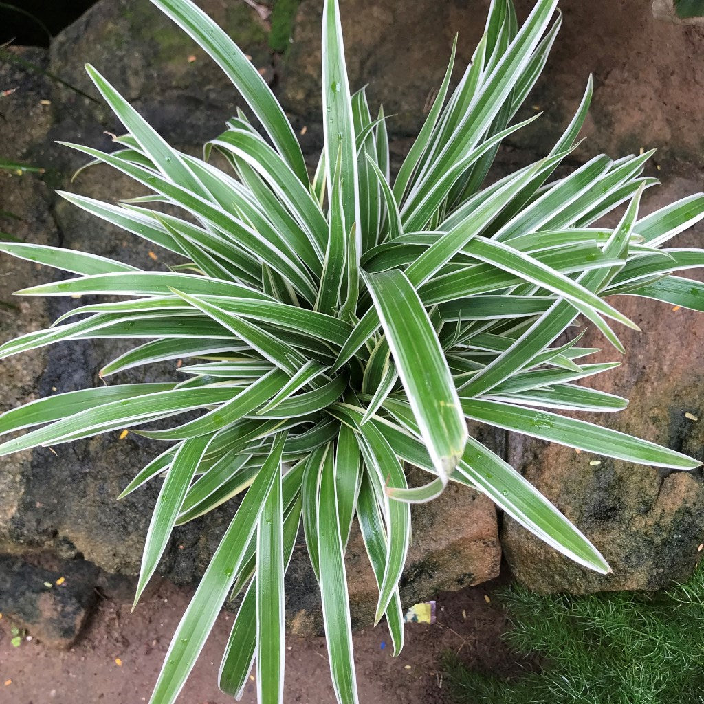  Chlorophytum Laxum Plant