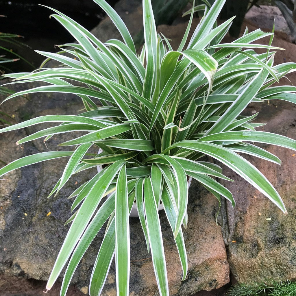  Chlorophytum Laxum Plant